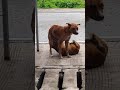 Porn Dog Huli Pero Di Kulong Sorry Children Porn Dog Huli Pero Di Kulong Sorry Children