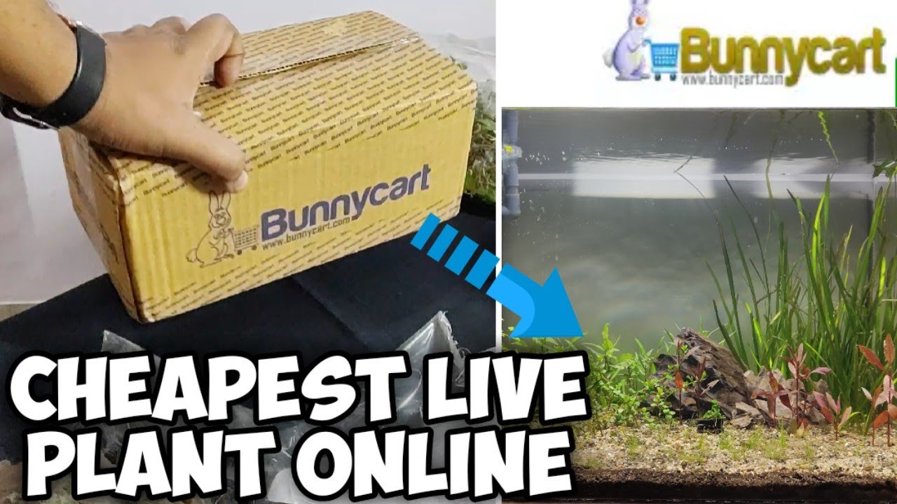 Aquarium Plants Live Bunnycart.com by Bunnycart5 on DeviantArt