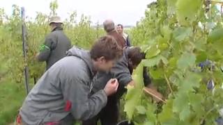Mellemont : Les vendanges 2011