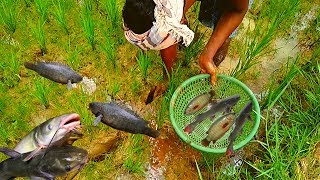 Best Hand Fishing   Amazing Man Catching Catfishoterfish By Hand Form Fish Hole In Muddy Water