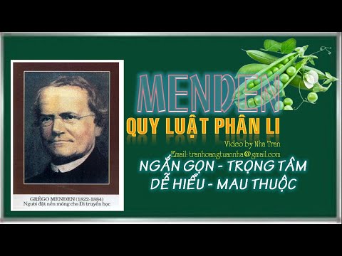 Video: Mendel đã khám phá ra quy luật phân li như thế nào?