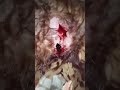 Retriever Covered In Blood MAULED After Being Dumped On Streets, He's Running Out Of Time