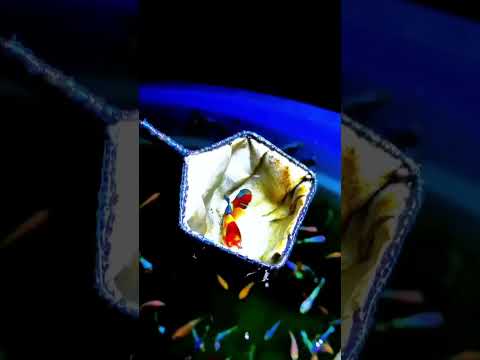 Video Con cá betta mái này đẹp quá #bettafish #ca7mau #betta... - youtube