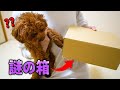 犬宛てに『謎の箱』が届きました...【ティーカッププードル】【トイプードル】