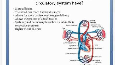 What Advantage Might a Closed Circulatory System Have Over an Open Circulatory System?