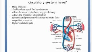 What Advantage Might a Closed Circulatory System Have Over an Open Circulatory System?