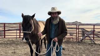 Becoming Alpha by Lunging with Purpose by Dry Creek Wrangler School 33,183 views 2 months ago 25 minutes