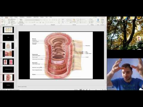 Histology of the