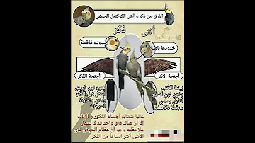 الفرق بين ذكر وانثي الكوكتيل الحبشي 