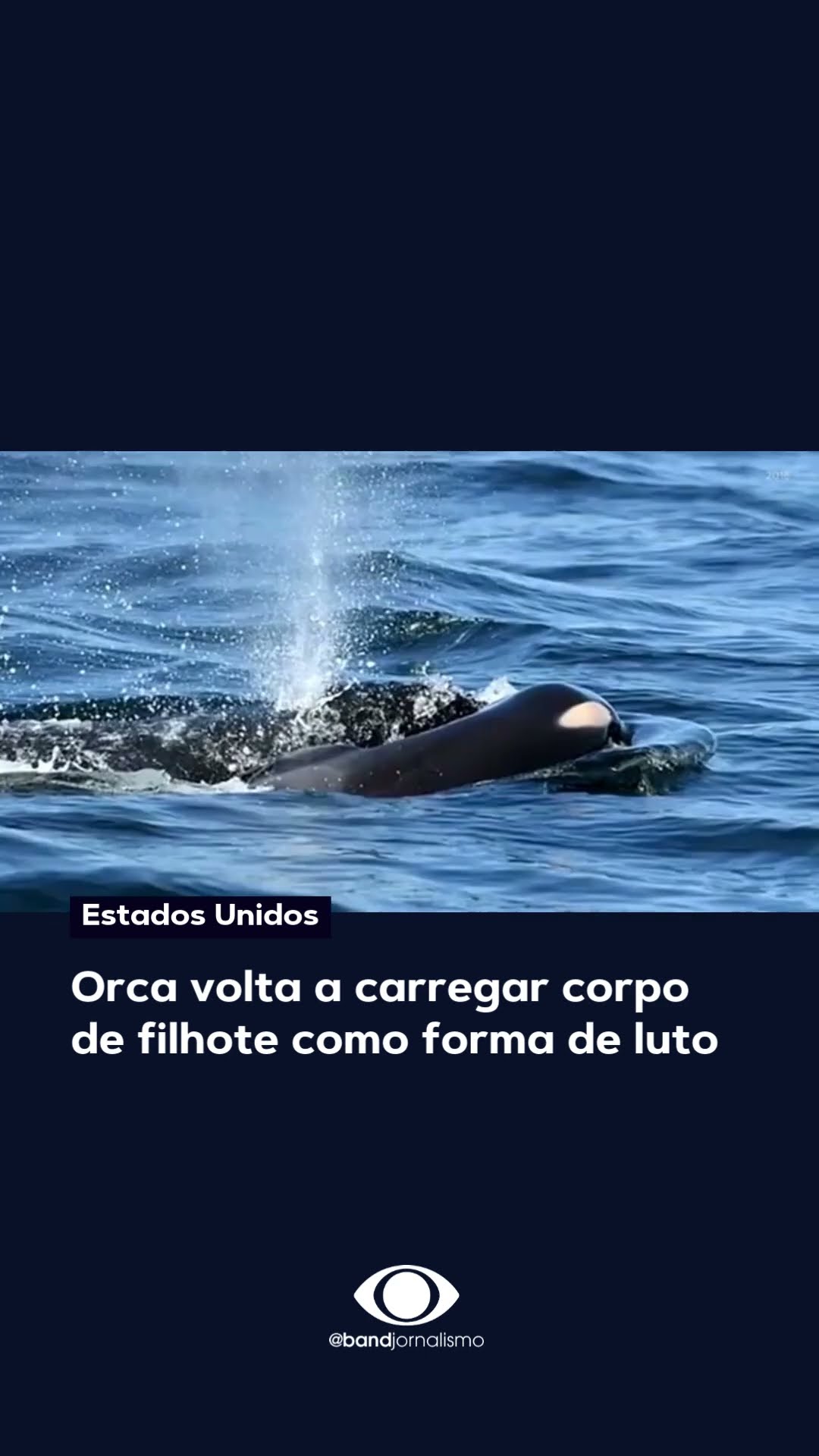 Orca volta a carregar filhote morto como forma de luto #shorts