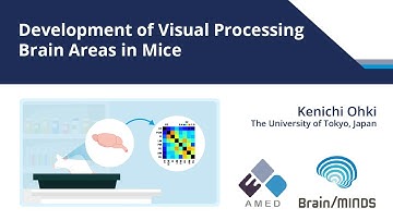 Development of Visual Processing Brain Areas in Mice