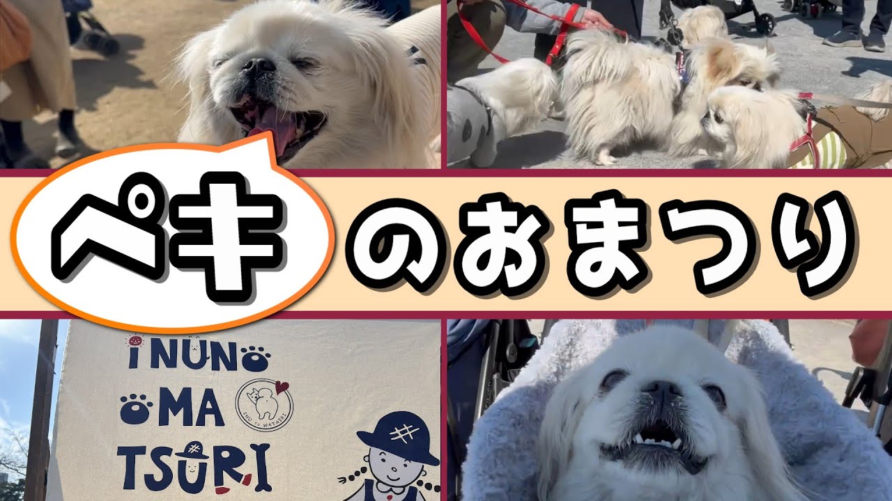 【いぬのおまつり】が【ペキニーズのおまつり】になった瞬間⁉