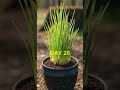 Linum Flower Bloom Timelapse | Relaxing Flax Flower Beauty 🌿✨ #youtubeshorts #relaxingnature