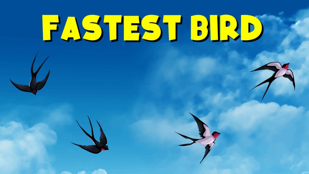 Fastest Flying Bird in the World! Meet the Peregrine Falcon | Fun Facts ...