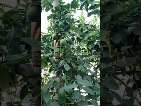 Лимон 🍋 в теплице #лимон #крым #теплица #фрукты #еда #путешествия
