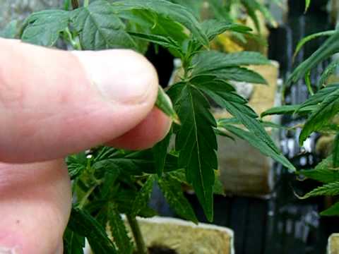 how to grow weed for beginners -quick tips