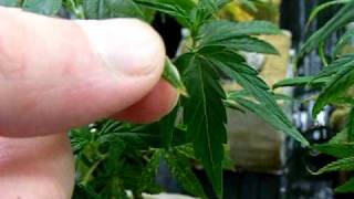 how to grow weed for beginners -quick tips