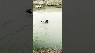 Ducks Reaction
