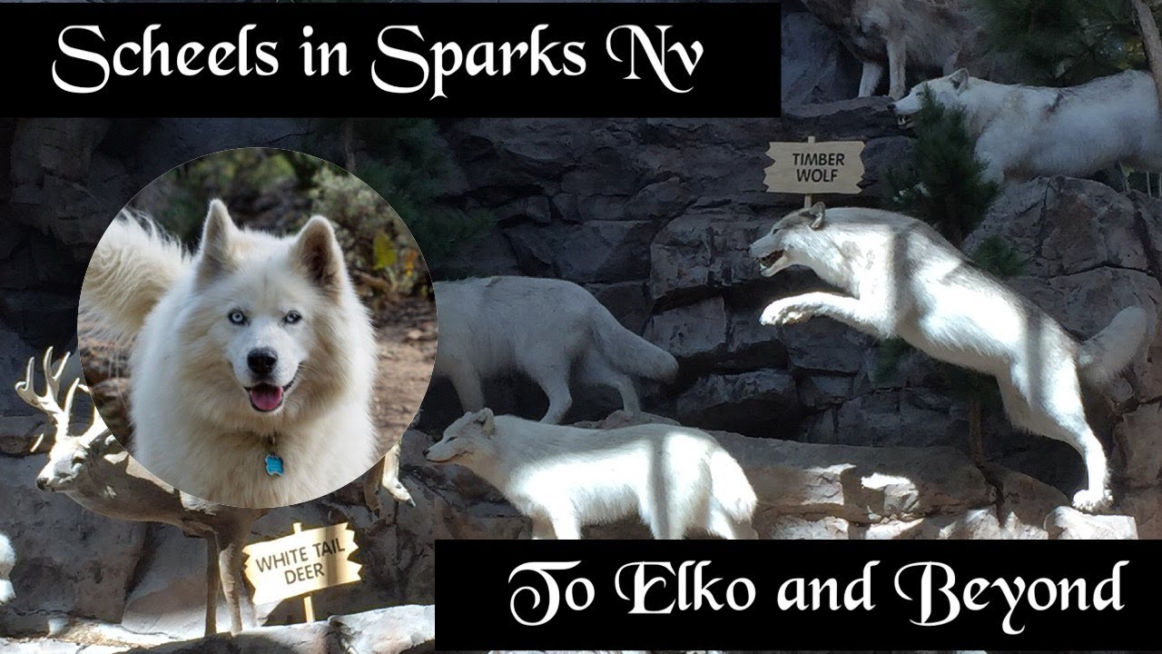 Awesome Scheels Sporting Goods in Sparks, off East to Elko, Nevada