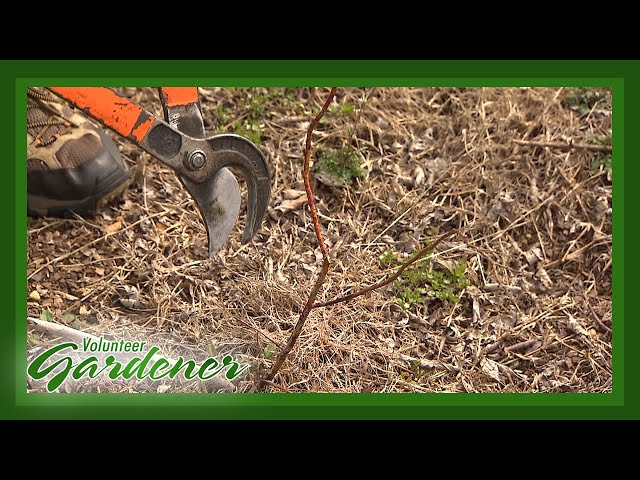 Pruning Young Blueberry Shrubs | Volunteer Gardener class=