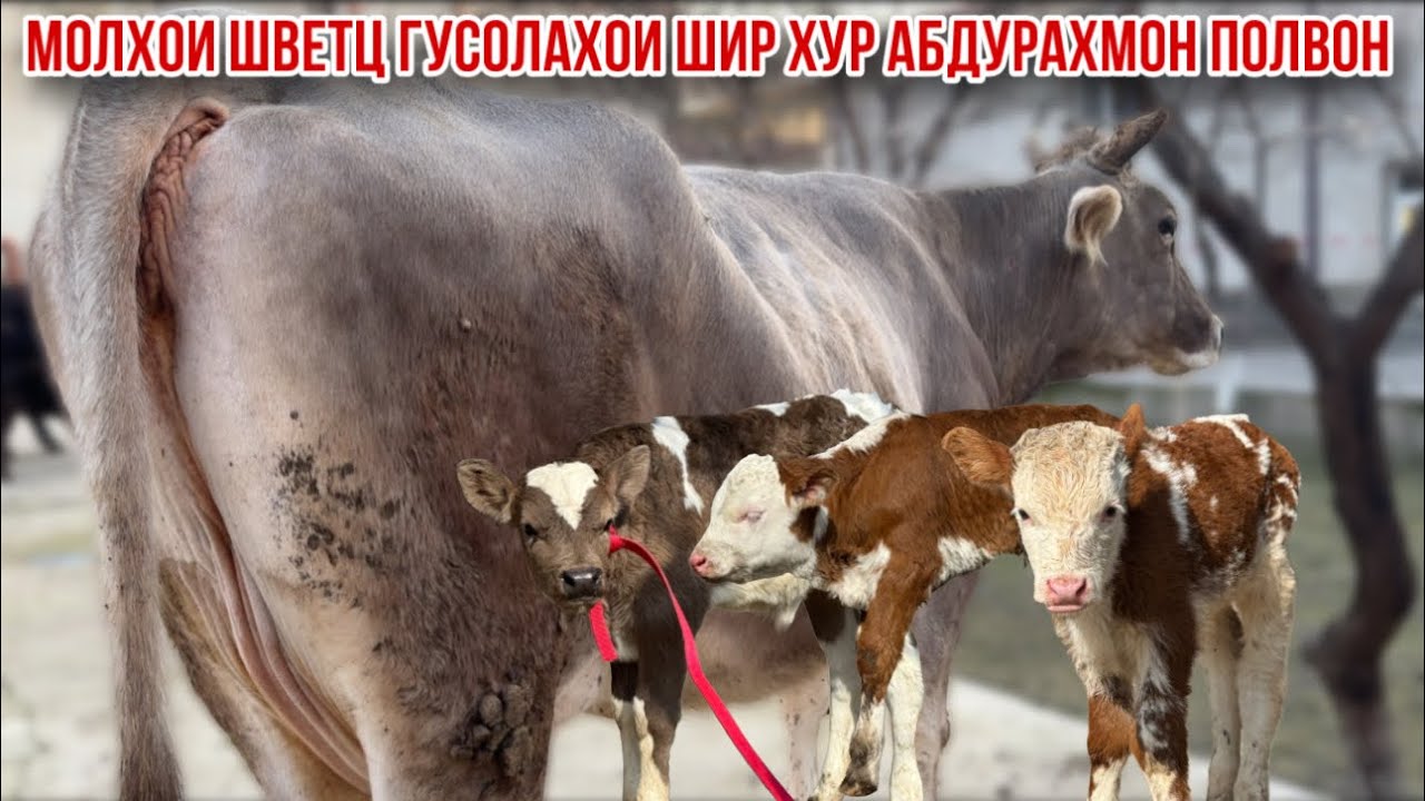 Гусолахои шир хур молхои бугуз Шветцкие арзон Абдурахмон полвон 27 февраля 2026 г.