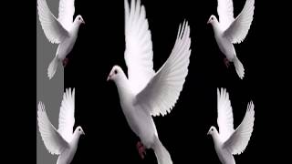 Pésame video, Te envío mi más sentido pésame. screenshot 5