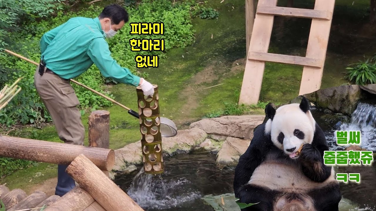 22년 러바오가 물 한가운데 있는 워토우와 당근 먹는 방법 - 푸바오 마이너 갤러리