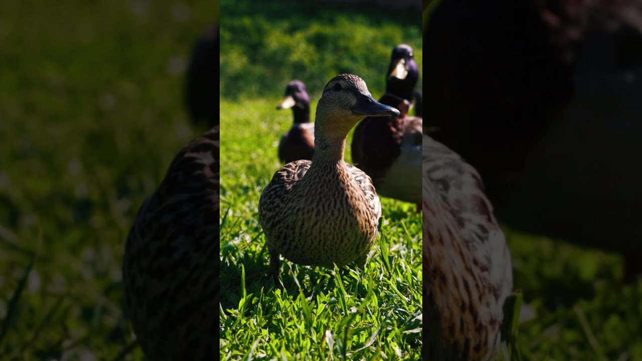 Person Feeding a Bird, Person Feeding Ducks In The Grass, beautiful video 2021
