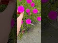 পূর্তুলিকা 😍❤️#viralvideo #youtubeshorts #shortfeed #gardenplant #flowers