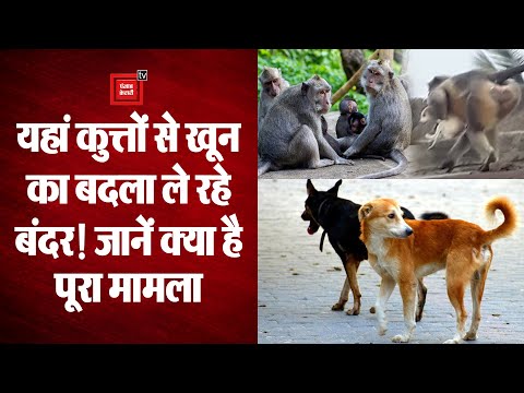 कुत्तों से खून का बदला ले रहे बंदर, 250 पिल्लों की मौत से ग्रामीणों में भी दहशत, जानिए पूरा मामला