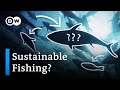 Overfishing: Should you stop eating fish?