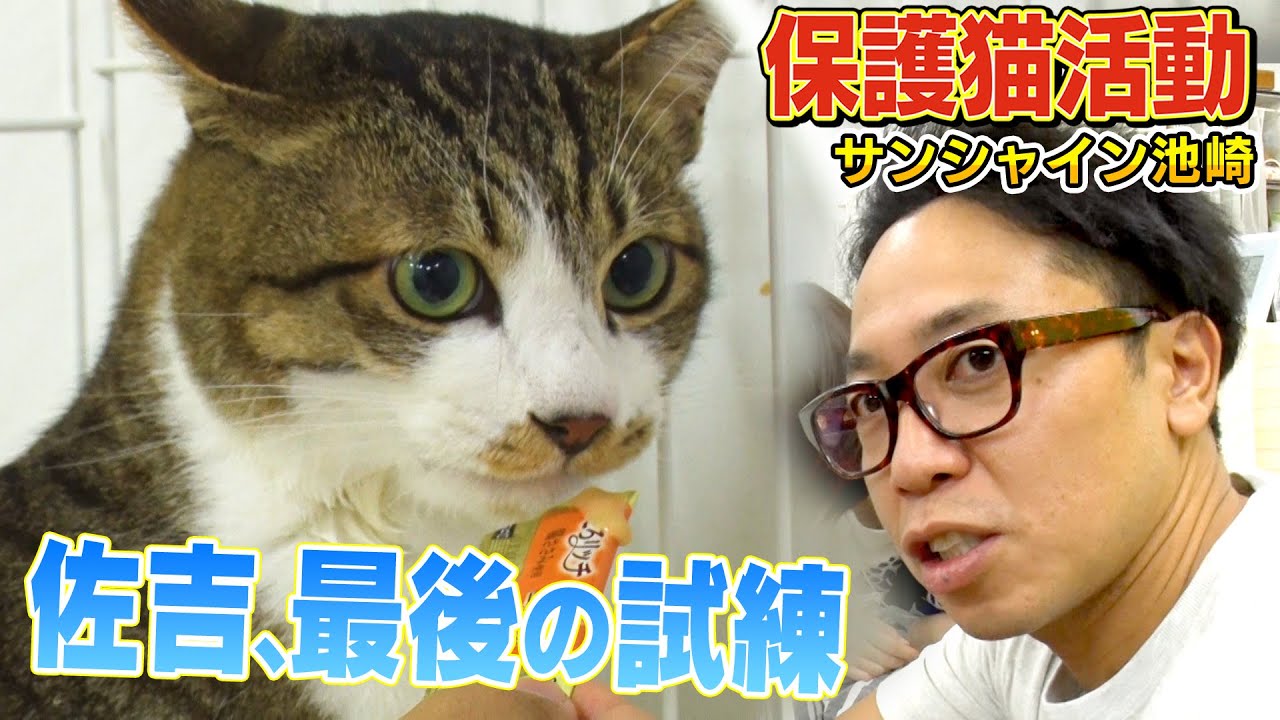 The Final Challenge] The time has come for the rescue cat Sakichi