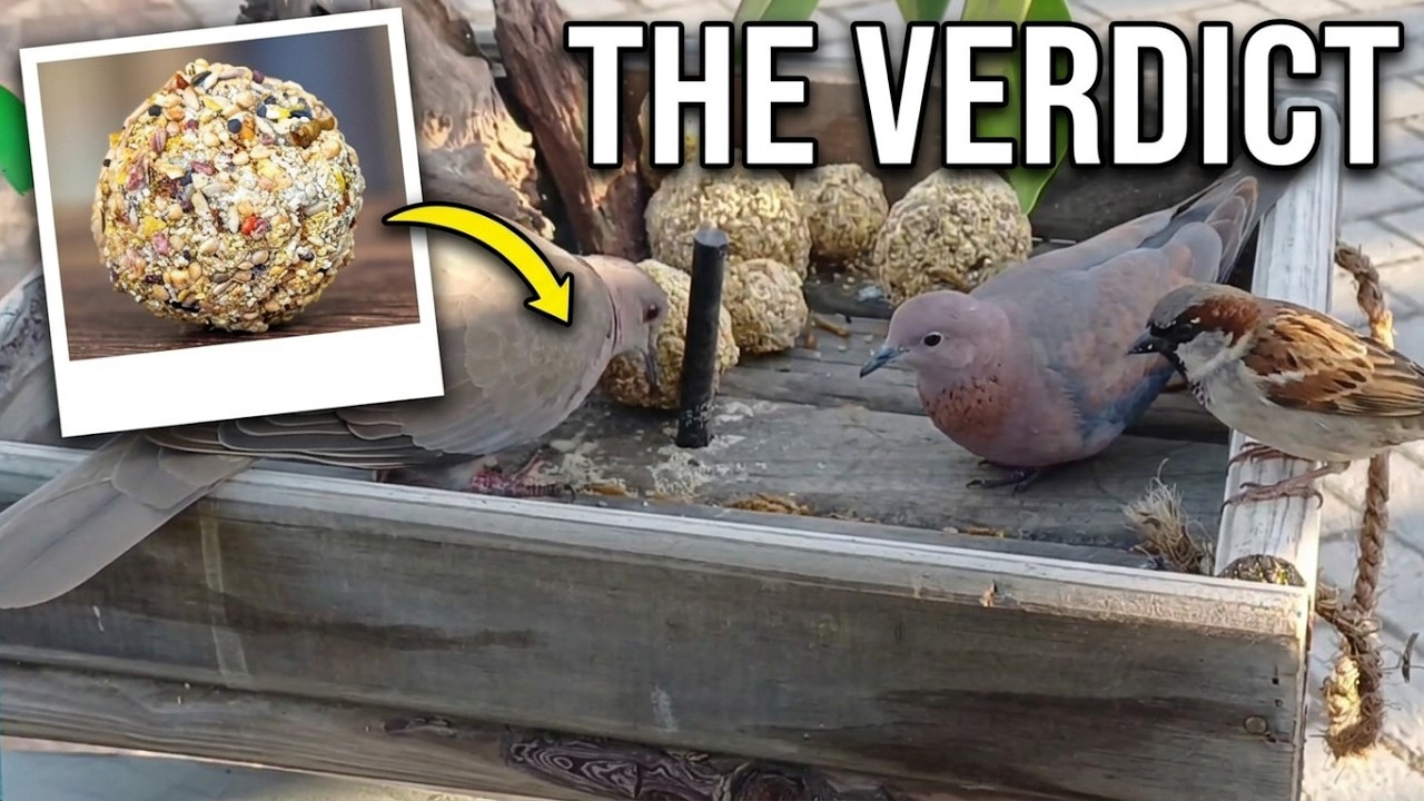Do Birds Actually Eat Homemade Seed Balls? - YouTube