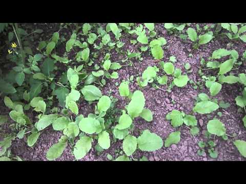 მამაპაპური ბოსტანი