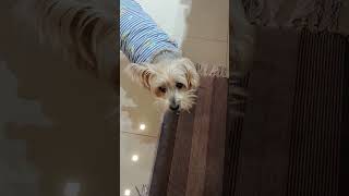 OLHA O QUE ELE ESTÁ ESPERANDO 🐕❤️#petsfofinhos #animaisdeestimação #amoranimal #cuidado