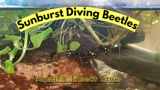 Sunburst Diving Beetles Tank