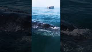 Curious Humpback Whales In Moss Landing!