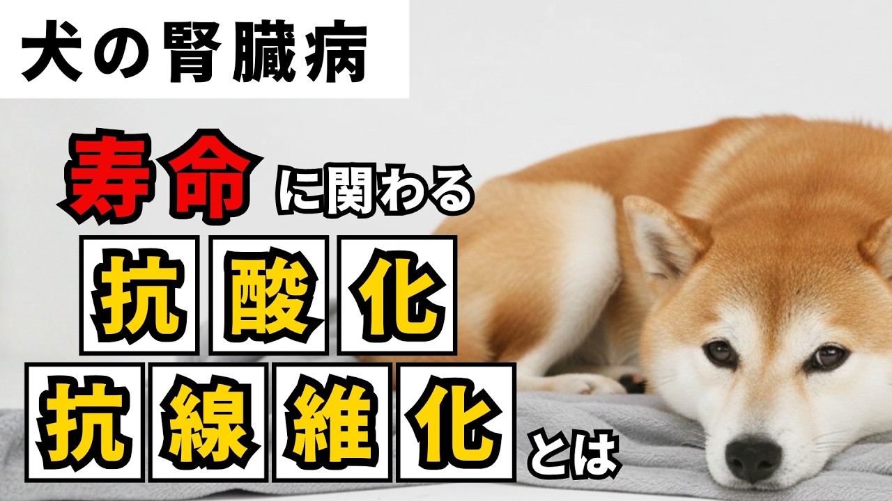 【犬の腎臓病】寿命に関わる抗酸化と抗線維化とは