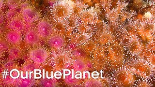 Protecting Scotland's Coral Reefs #OurBluePlanet - BBC Earth