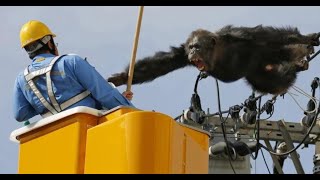 Chimp ESCAPES Zoo and Goes Berserk on Power Line ...
