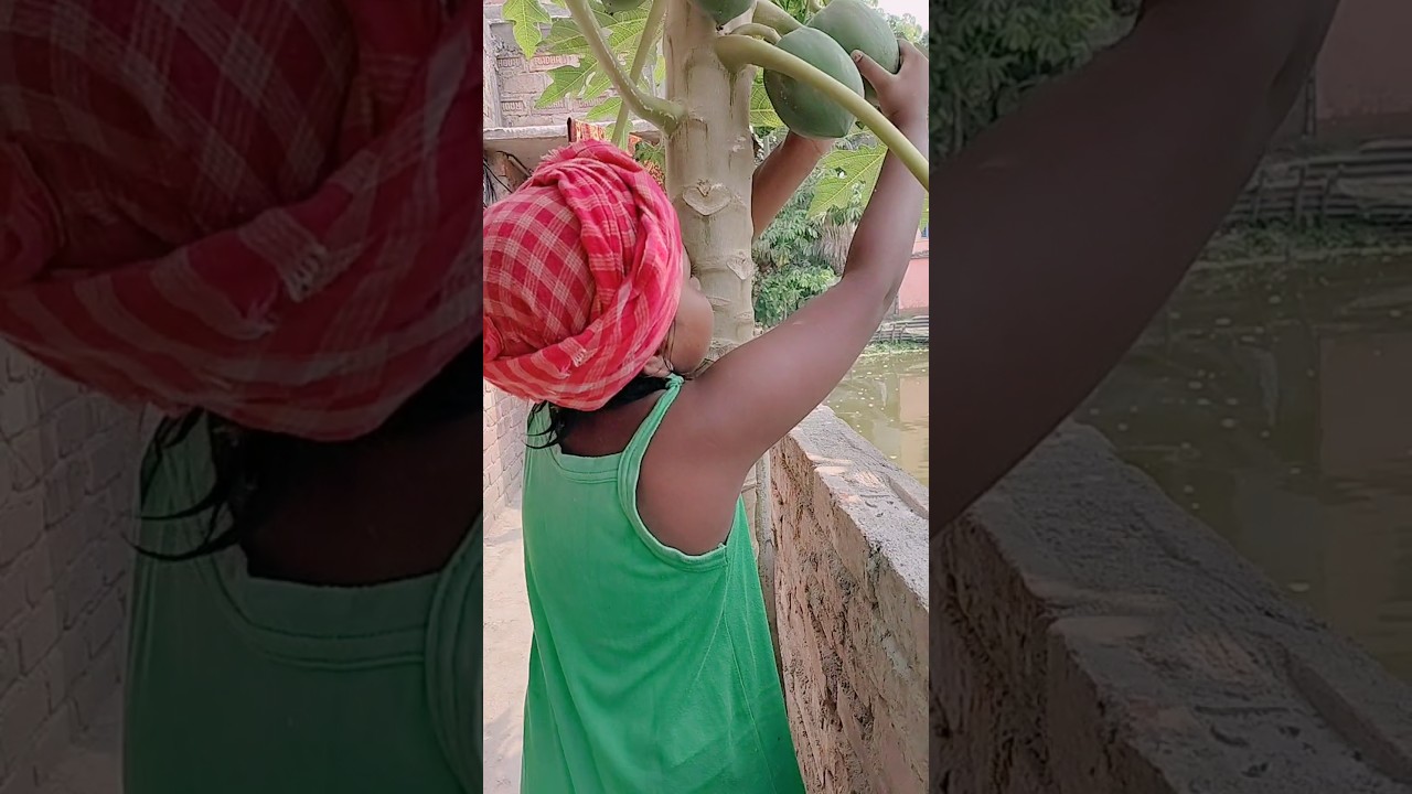 ছোটো গাছে কত পেঁপে