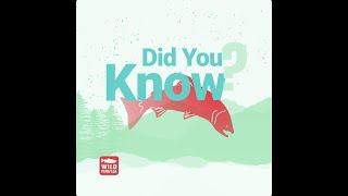 Why Are We Losing Wild Pacific Salmon? | Wild First