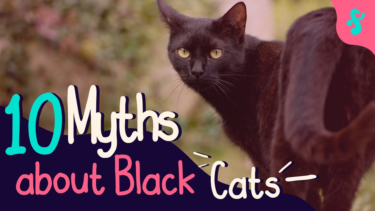TOP 10 Myths About Black Cats Debunked | Furry Feline Facts 🐈‍⬛