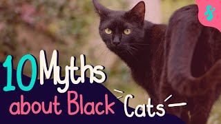 TOP 10 Myths About Black Cats Debunked | Furry Feline Facts 🐈‍⬛