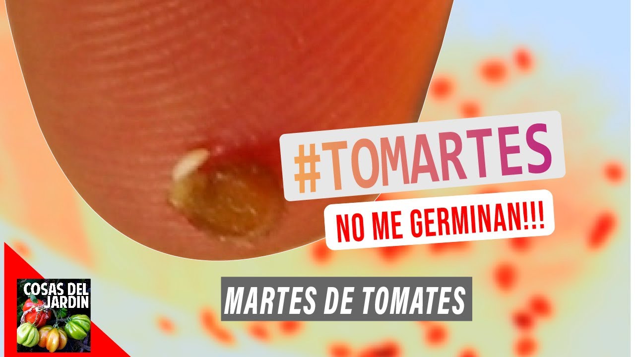 POR QU� NO ME GERMINAN LAS SEMILLAS DE TOMATE? - #TOMARTES EP: 02
