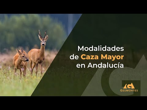 Modalidades de Caza Mayor en Andalucía