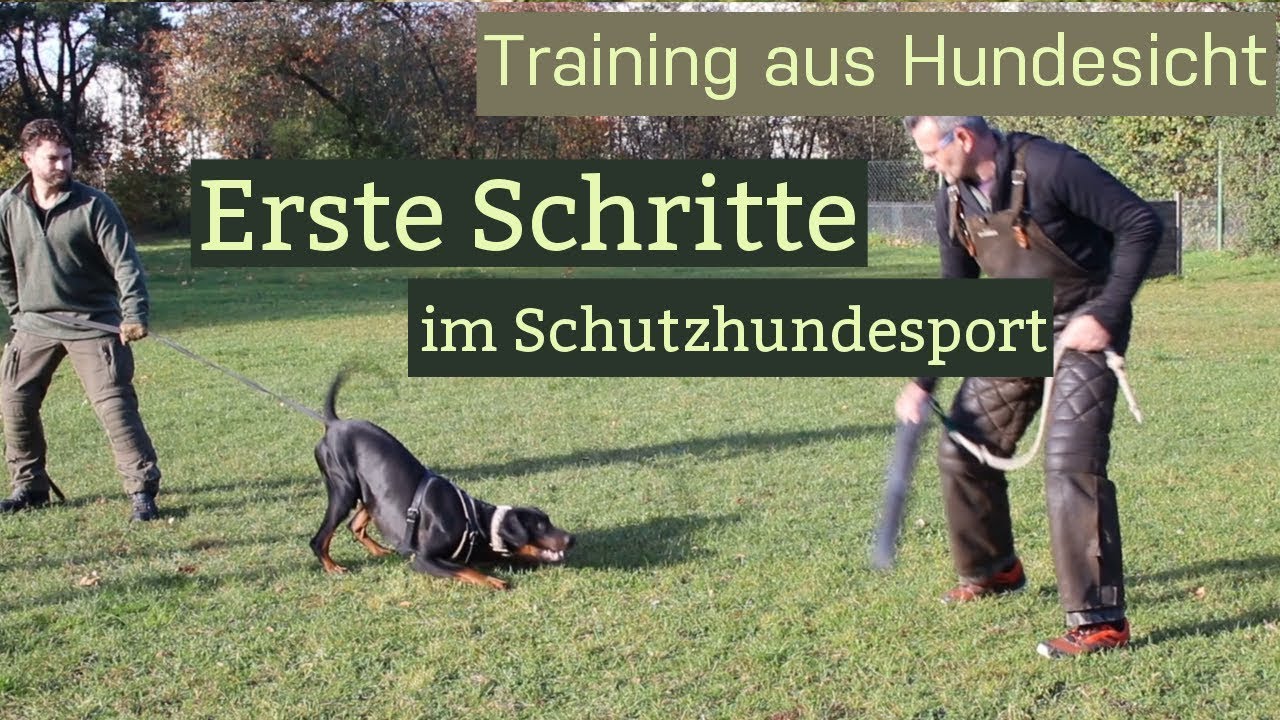 Erste Schritte im Schutzhundesport - Wird der Hund 