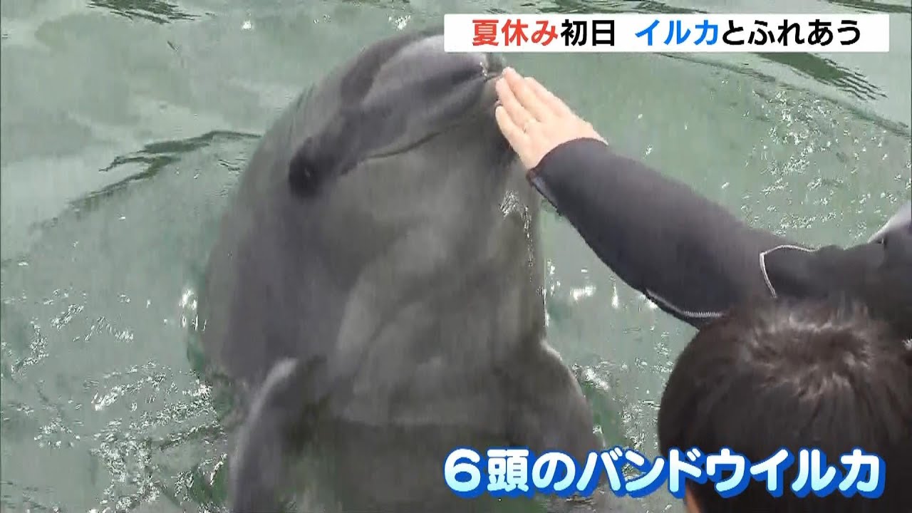 親子 幸せを呼ぶイルカ 最愛なるドルフィン Dolphin Farm