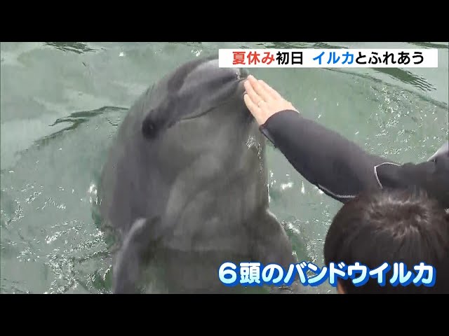 Dolphin Farm