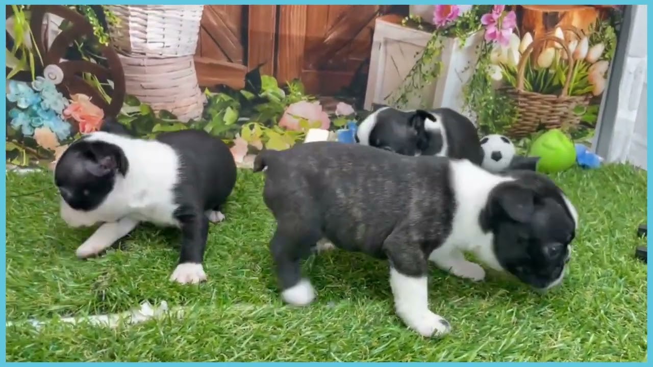 ボストンテリア 746132 ボストンテリア - YouTube